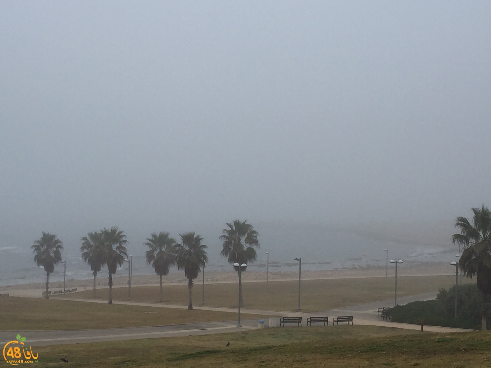 fog in yaffa (3).jpg